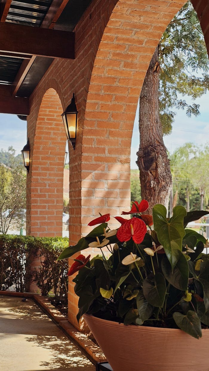 Charming view of a rustic terrace with a vibrant potted Anthurium under arched brick columns.